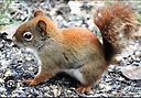 Chipmunks_and_Squirrels