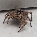 SpiderSwordsman