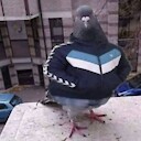 Mrpigeon935115