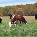 CopperheadGroveFarms