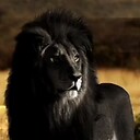 MajesticLion