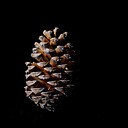 bigpinecone