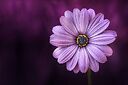zohan_786