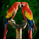 BIRDPARROTS