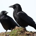 MurderOfCrows