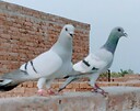 pigeons9110