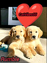 CatVibes55