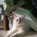 Akimax