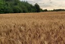 PainSansLevain