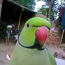 Ishfaq518