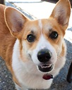 CharlotteCorgi