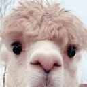 Markoe