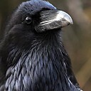 LCorvidae