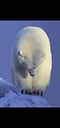Polarbearpaws
