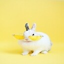 FlufflyAndFunnyAnimals