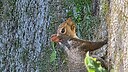 Squirrel_kaotic