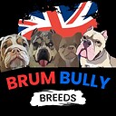 Bully_Breedz_uk