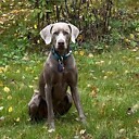 Wallytheweim