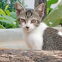 Thakursameer96