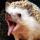 MisterHedgehog