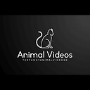 TheFunnyAnimalVideoss