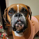 BoxerDogsLife