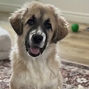 Freyja_the_Caucasian_Shepherd