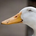 SuspiciousDuck