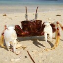 GhostCrab