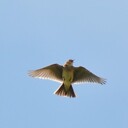 skylark999