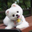 Animals16