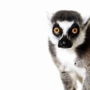 The_leaping_Lemur