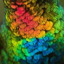 Hummingbird143