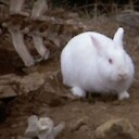TheChaosRabbit