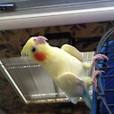 birdsaver2000