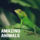 AmazingAnimals2022