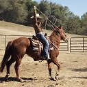 lovemybigredhorse