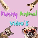 CuteAnimalVideoCo