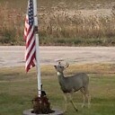 PatriotDeer