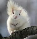 WhiteSquirrel22