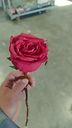 FahadGul