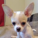 choochihuahua