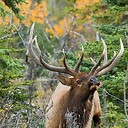 WapitiAntlers