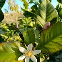 aboaimen