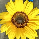 JoSunflower