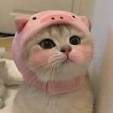 catsvidoo