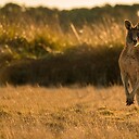 KangarooBoxing