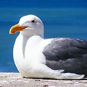 SeagullSays