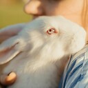 rabbitlovely