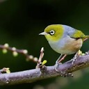 Waxeye